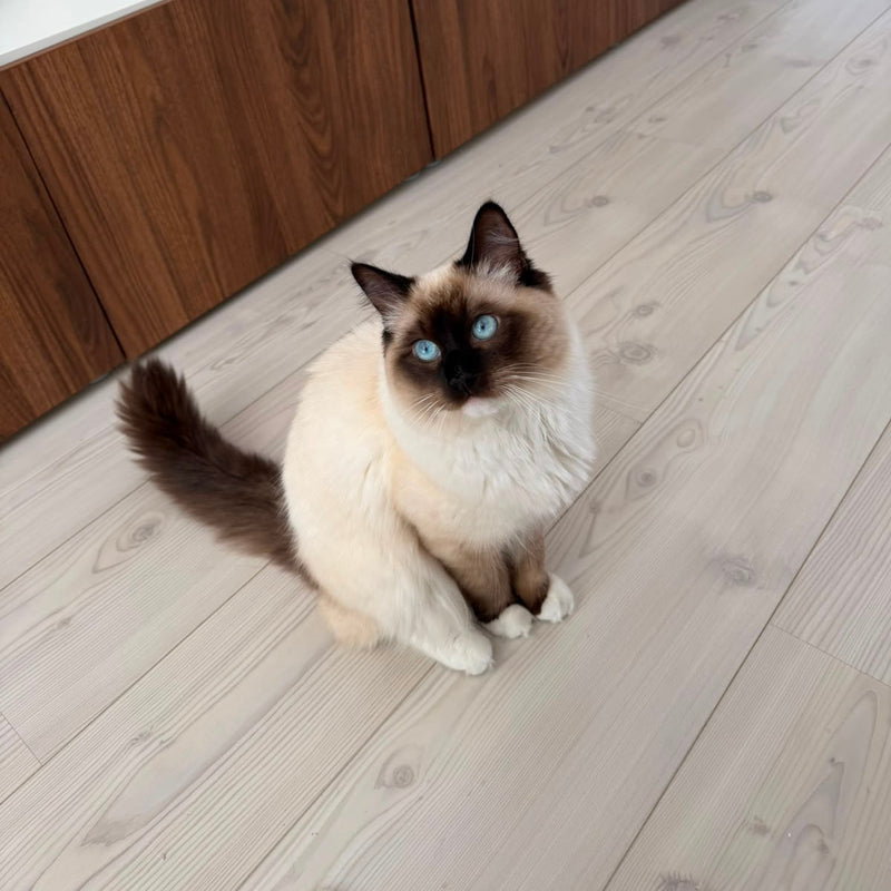Step 3: Your Cat Comes Back